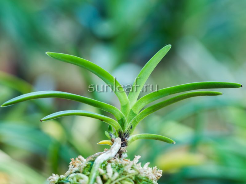 Неофинетия КОЯ-НО-ХАНА 高野の華 neofinetia Kouya-no-hana (KOUYANOHANA)