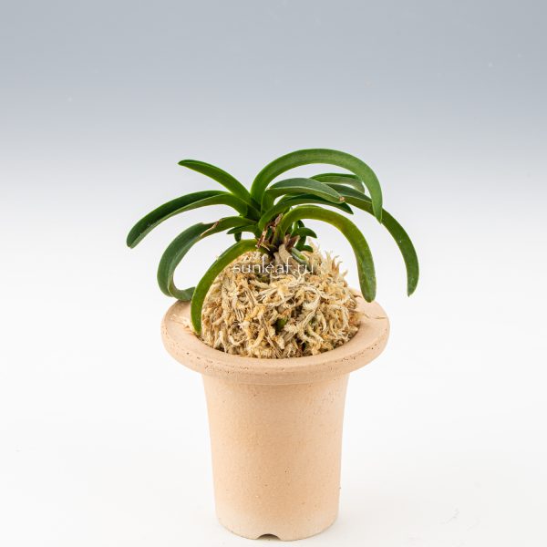 neofinetia-onami-seikai