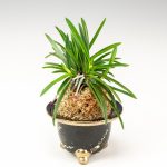 неофинетия РЭЙХО 富貴蘭 霊峰 neofinetia Reihou