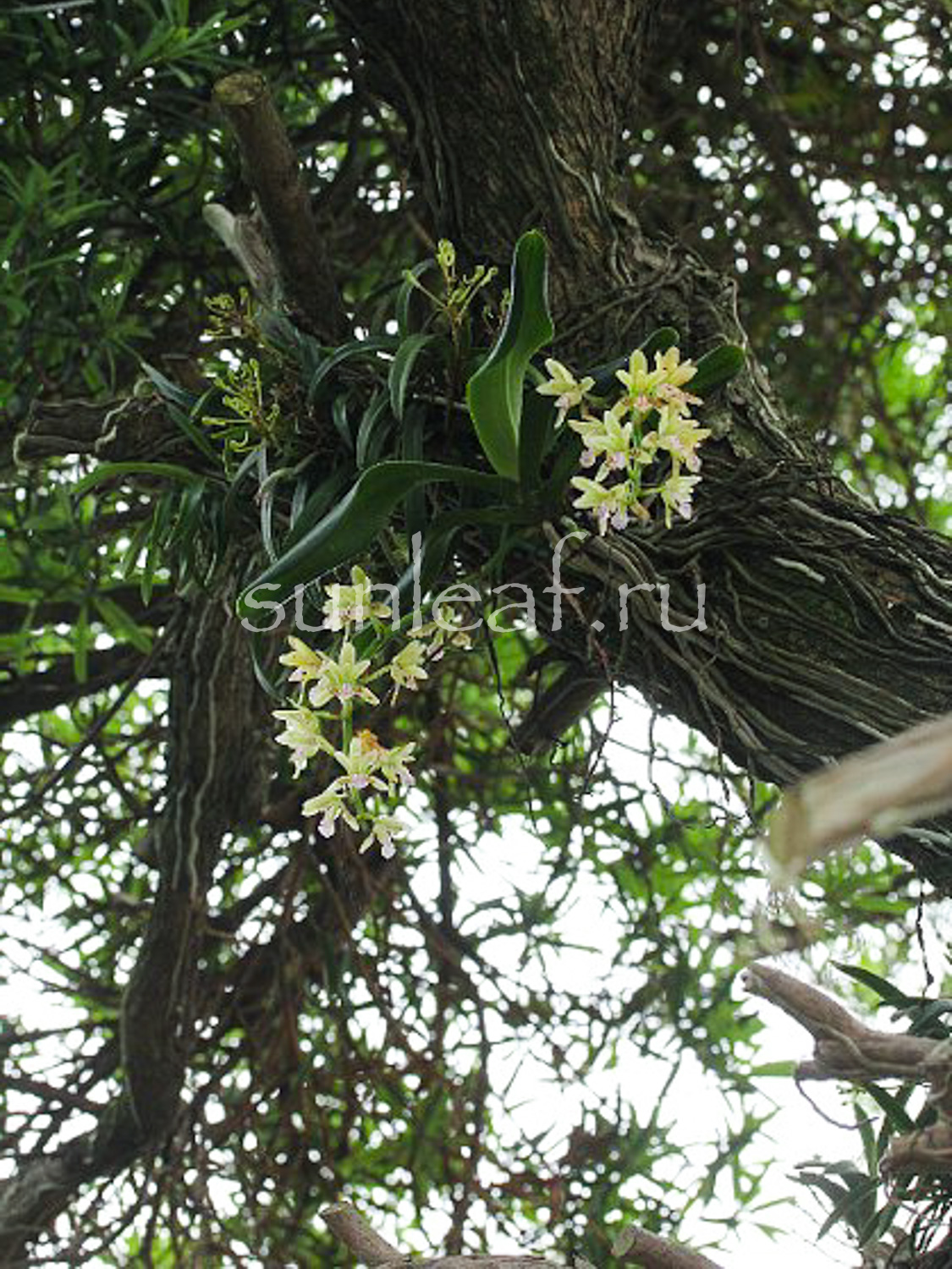 Седирея японика Sedirea japonica