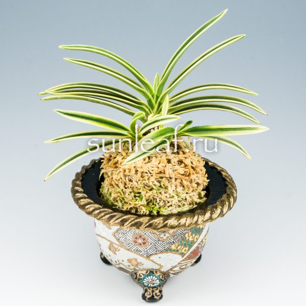 Неофинетия ФУКИДЕН 富貴蘭 富貴殿 Neofinetia FUKIDEN