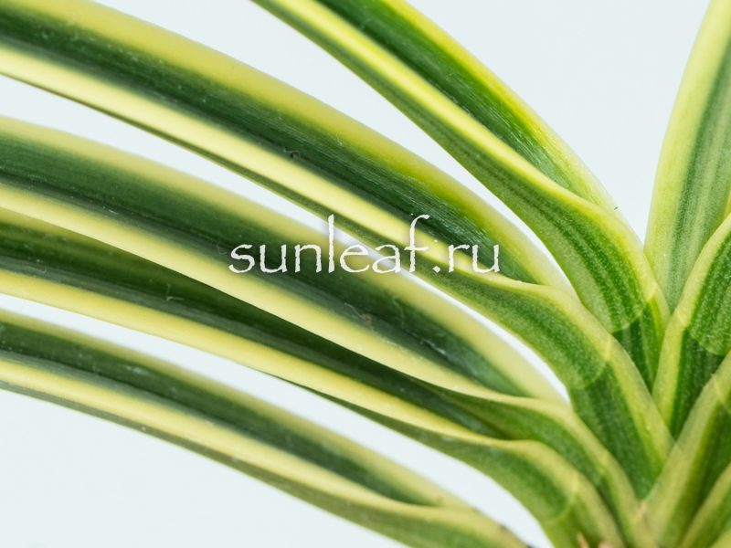 Неофинетия ФУКИДЕН 富貴蘭 富貴殿 Neofinetia FUKIDEN