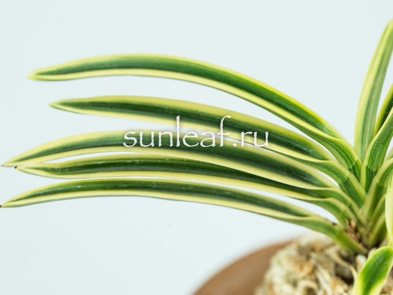 Неофинетия ФУКИДЕН 富貴蘭 富貴殿 Neofinetia FUKIDEN