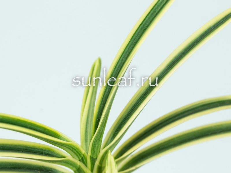 Неофинетия ФУКИДЕН 富貴蘭 富貴殿 Neofinetia FUKIDEN