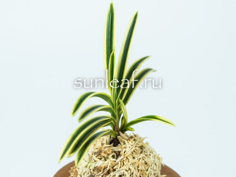 Неофинетия ФУКИДЕН 富貴蘭 富貴殿 Neofinetia FUKIDEN