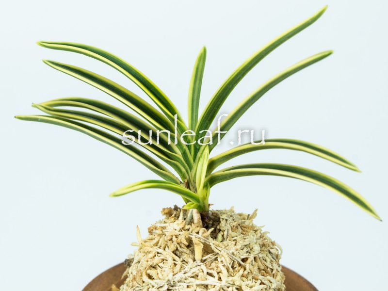 Неофинетия ФУКИДЕН 富貴蘭 富貴殿 Neofinetia FUKIDEN