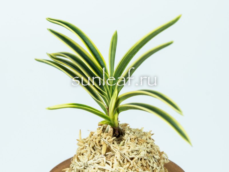 Неофинетия ФУКИДЕН 富貴蘭 富貴殿 Neofinetia FUKIDEN