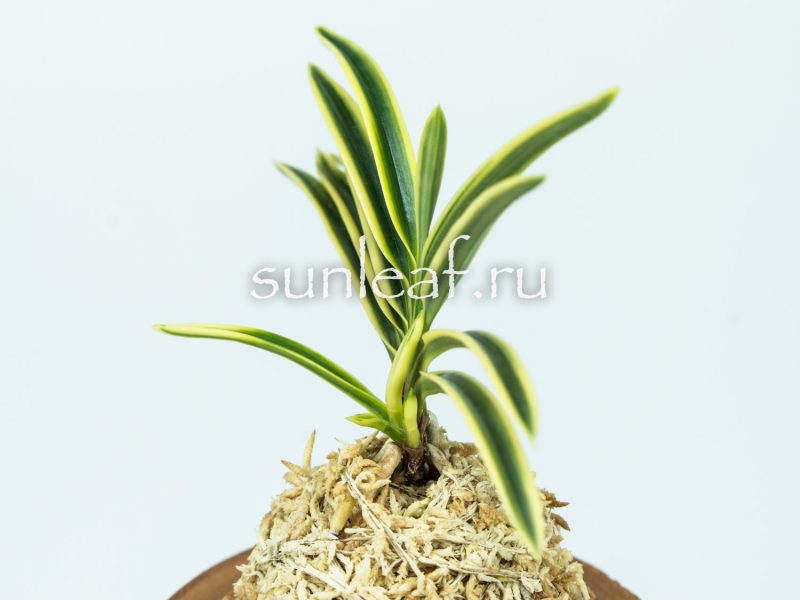 Неофинетия ФУКИДЕН 富貴蘭 富貴殿 Neofinetia FUKIDEN