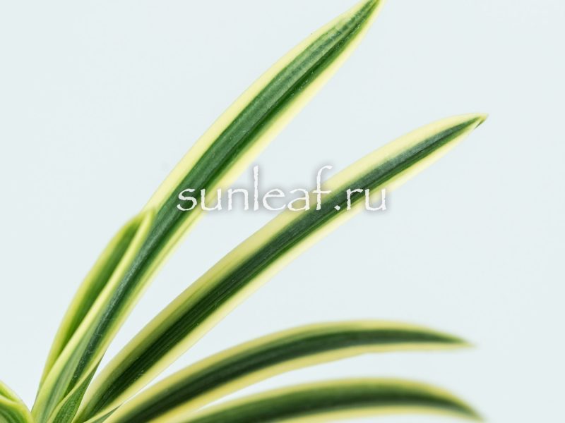 Неофинетия ФУКИДЕН 富貴蘭 富貴殿 Neofinetia FUKIDEN