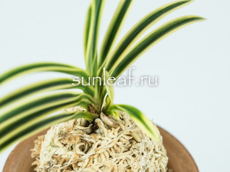 Неофинетия ФУКИДЕН 富貴蘭 富貴殿 Neofinetia FUKIDEN