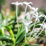 ХИНАВАРАБЭ 雛童 neofinetia Hinawarabe