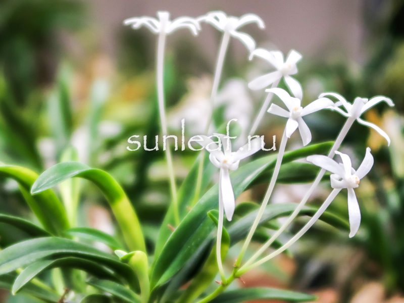 ХИНАВАРАБЭ 雛童 neofinetia Hinawarabe