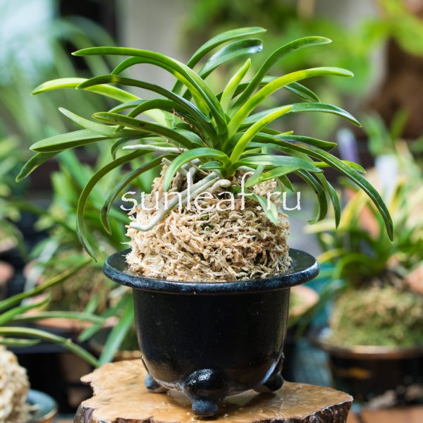 Неофинетия ХИНАВАРАБЭ 雛童 Neofinetia HINAWARABE