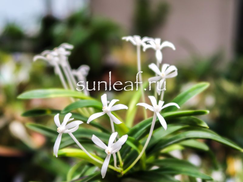 Неофинетия ХИНАВАРАБЭ 雛童 Neofinetia HINAWARABE