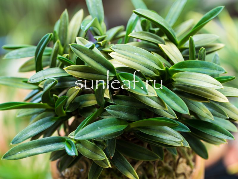 Неофинетия фальката КИНКУ ДЗЯКУ 富貴蘭 金孔雀 Neofinetia falcata KINKUJAKU