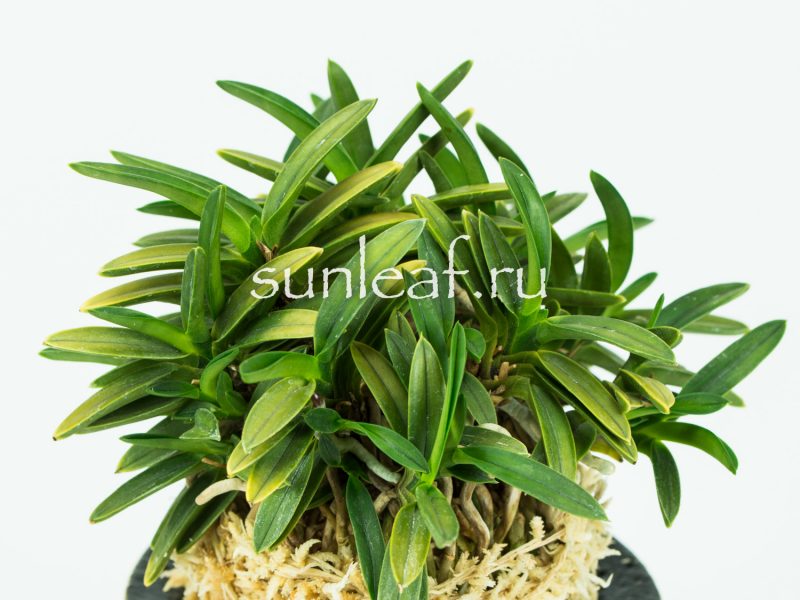 Неофинетия фальката КИНКУ ДЗЯКУ 富貴蘭 金孔雀 Neofinetia falcata KINKUJAKU