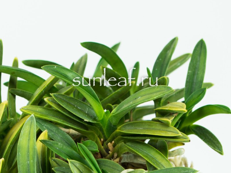 Неофинетия фальката КИНКУ ДЗЯКУ 富貴蘭 金孔雀 Neofinetia falcata KINKUJAKU