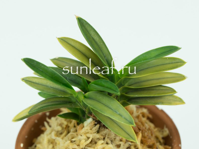 Неофинетия фальката КИНКУ ДЗЯКУ 富貴蘭 金孔雀 Neofinetia falcata KINKUJAKU