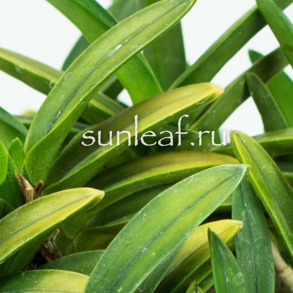 Неофинетия фальката КИНКУ ДЗЯКУ 富貴蘭 金孔雀 Neofinetia falcata KINKUJAKU