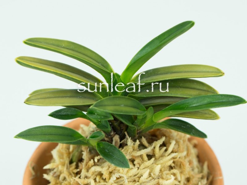 Неофинетия фальката КИНКУ ДЗЯКУ 富貴蘭 金孔雀 Neofinetia falcata KINKUJAKU