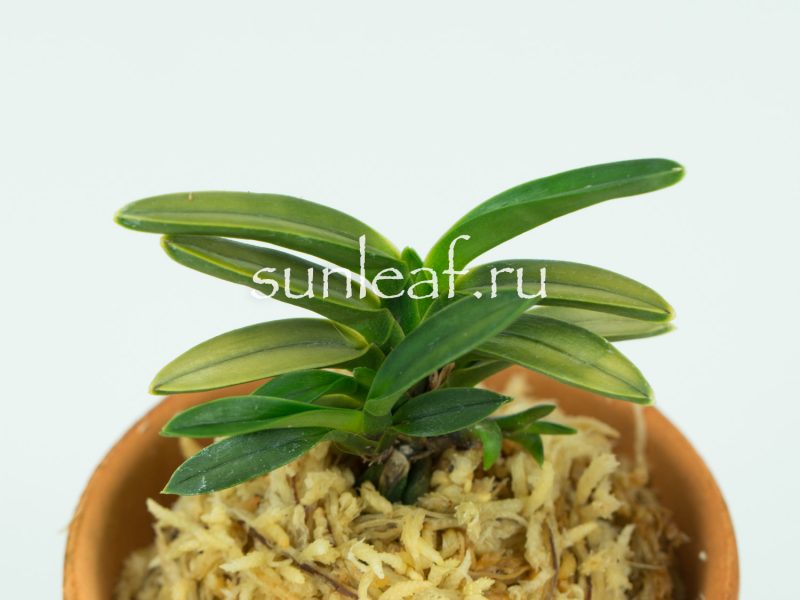 Неофинетия фальката КИНКУ ДЗЯКУ 富貴蘭 金孔雀 Neofinetia falcata KINKUJAKU