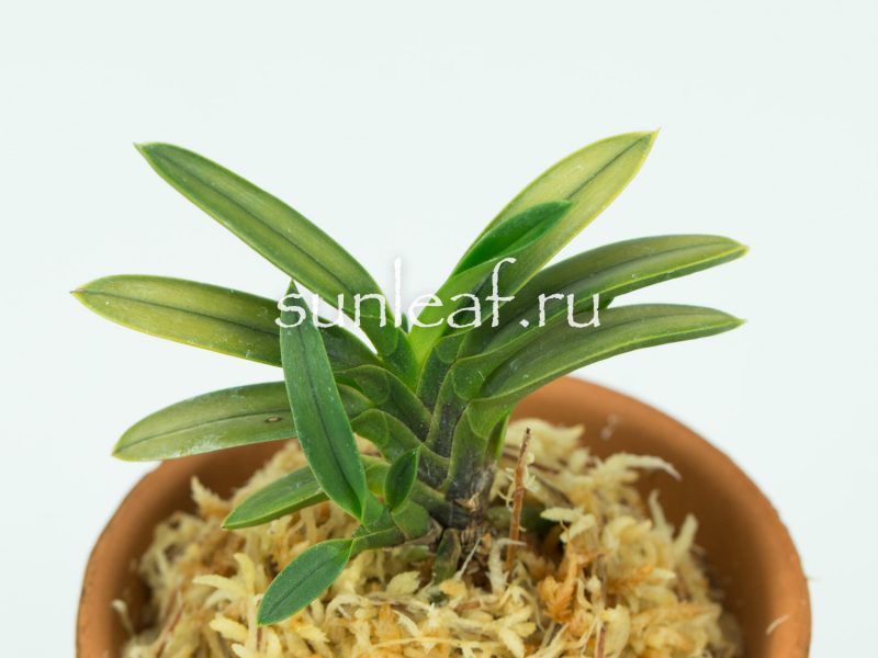 Неофинетия фальката КИНКУ ДЗЯКУ 富貴蘭 金孔雀 Neofinetia falcata KINKUJAKU