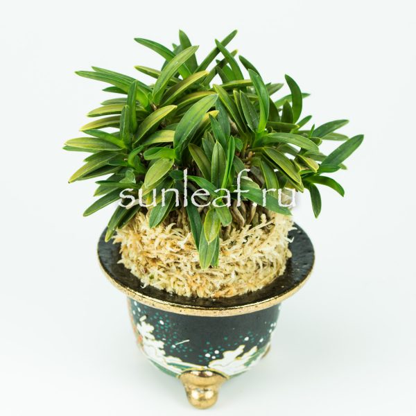 Неофинетия фальката КИНКУ ДЗЯКУ 富貴蘭 金孔雀 Neofinetia falcata KINKUJAKU