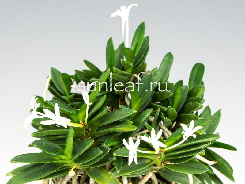 Неофинетия фальката КИРИНМАРУ 富貴蘭 麒麟丸 Neofinetia falcata KIRINMARU
