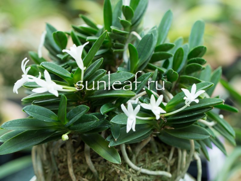 Неофинетия фальката КИРИНМАРУ 富貴蘭 麒麟丸 Neofinetia falcata KIRINMARU
