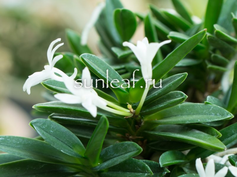 Неофинетия фальката КИРИНМАРУ 富貴蘭 麒麟丸 Neofinetia falcata KIRINMARU