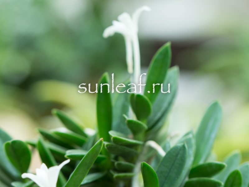 Неофинетия фальката КИРИНМАРУ 富貴蘭 麒麟丸 Neofinetia falcata KIRINMARU