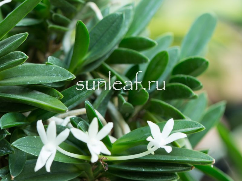 Неофинетия фальката КИРИНМАРУ 富貴蘭 麒麟丸 Neofinetia falcata KIRINMARU