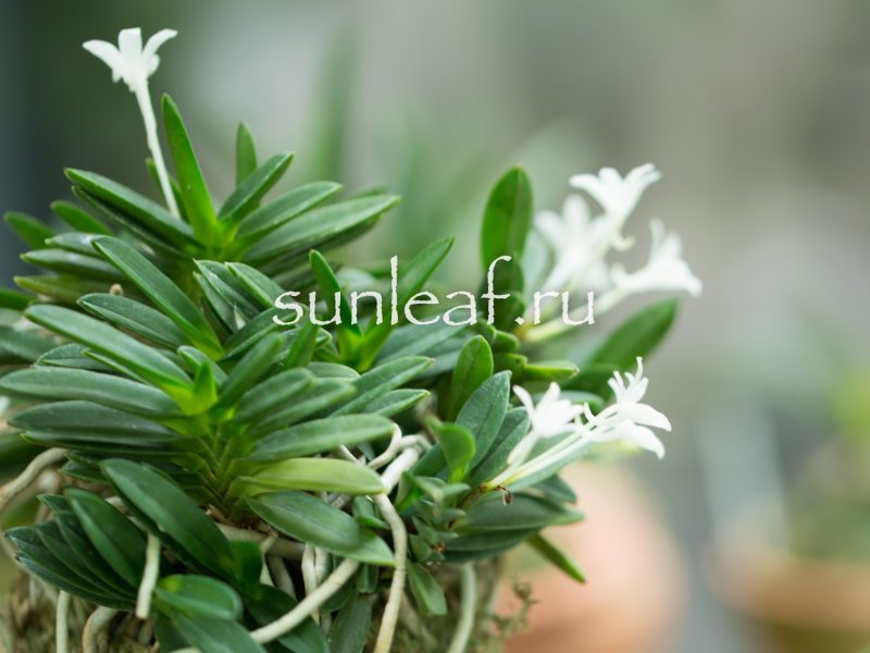 Неофинетия фальката КИРИНМАРУ 富貴蘭 麒麟丸 Neofinetia falcata KIRINMARU