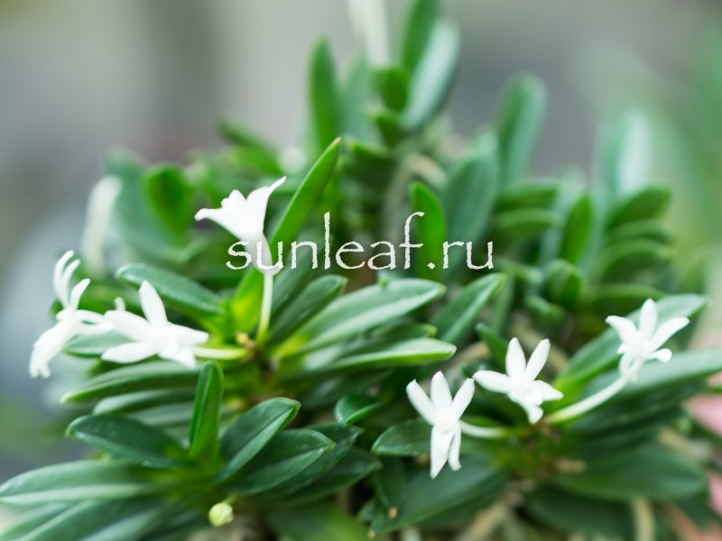 Неофинетия фальката КИРИНМАРУ 富貴蘭 麒麟丸 Neofinetia falcata KIRINMARU