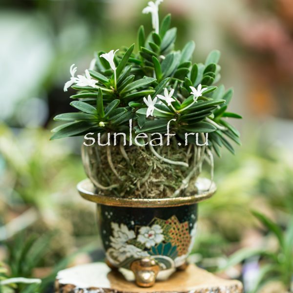 Неофинетия фальката КИРИНМАРУ 富貴蘭 麒麟丸 Neofinetia falcata KIRINMARU