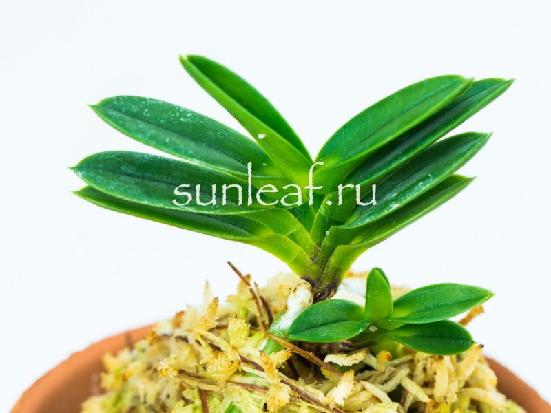 Неофинетия фальката КИРИНМАРУ 富貴蘭 麒麟丸 Neofinetia falcata KIRINMARU