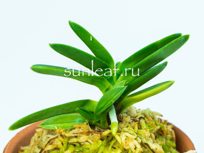 Неофинетия фальката КИРИНМАРУ 富貴蘭 麒麟丸 Neofinetia falcata KIRINMARU