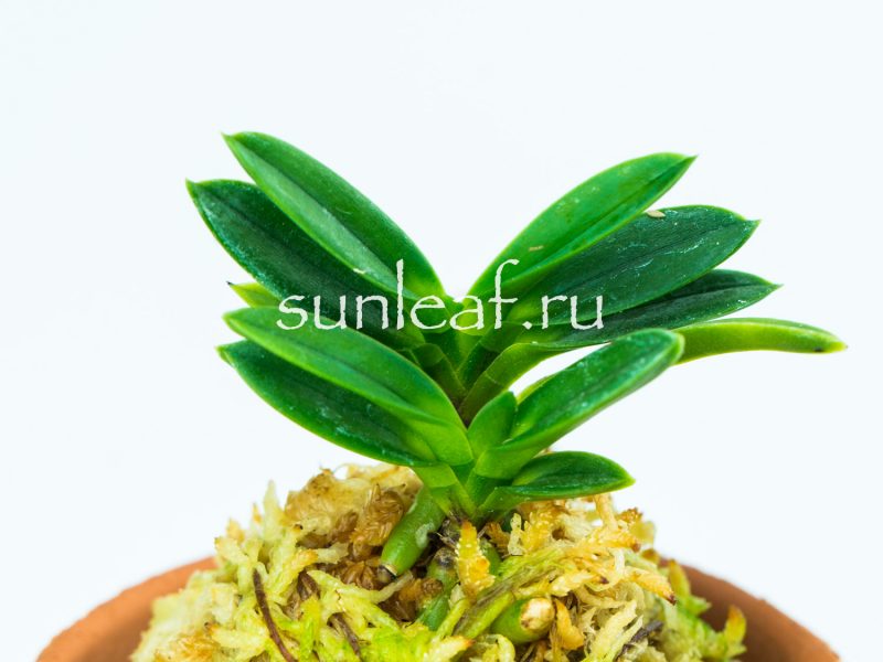 Неофинетия фальката КИРИНМАРУ 富貴蘭 麒麟丸 Neofinetia falcata KIRINMARU