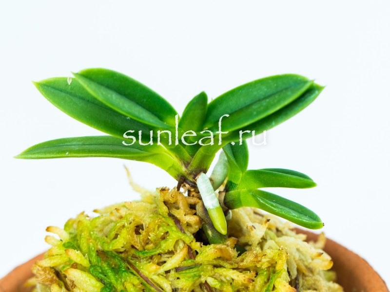 Неофинетия фальката КИРИНМАРУ 富貴蘭 麒麟丸 Neofinetia falcata KIRINMARU