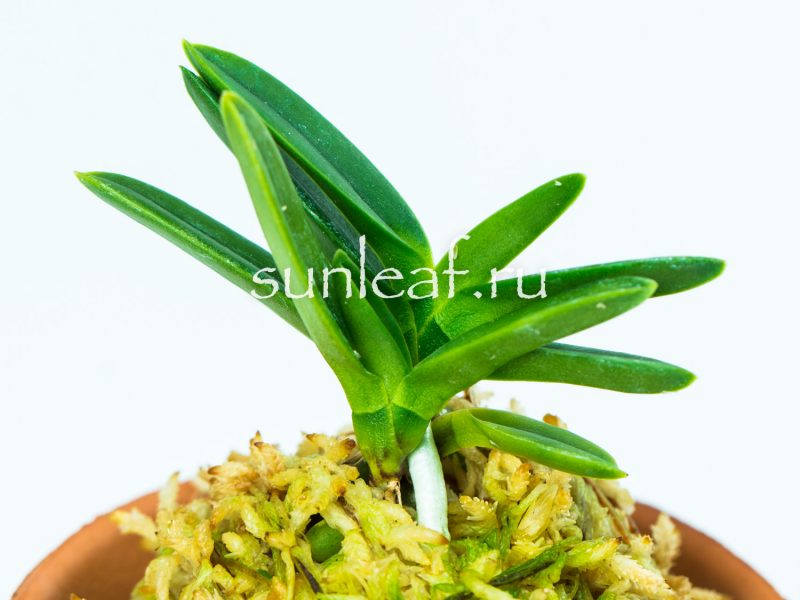 Неофинетия фальката КИРИНМАРУ 富貴蘭 麒麟丸 Neofinetia falcata KIRINMARU