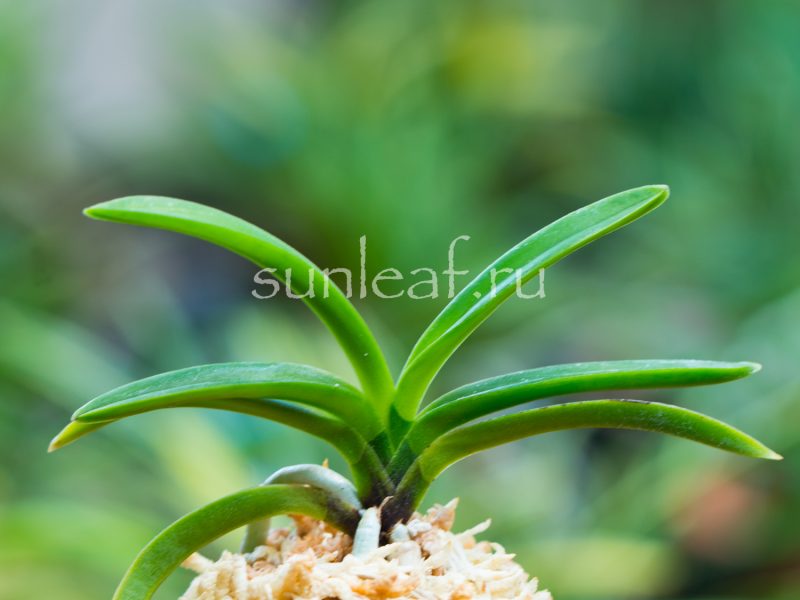 Неофинетия фальката КИСЮ РЁКУ ФУ 紀州緑風 neofinetia falcata Kishu Ryokufu