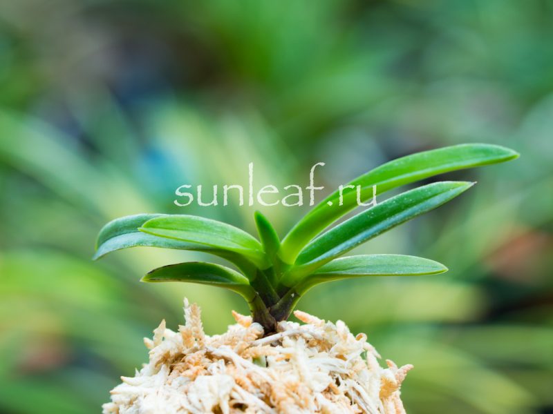 Неофинетия фальката КИСЮ РЁКУ ФУ 紀州緑風 neofinetia falcata Kishu Ryokufu