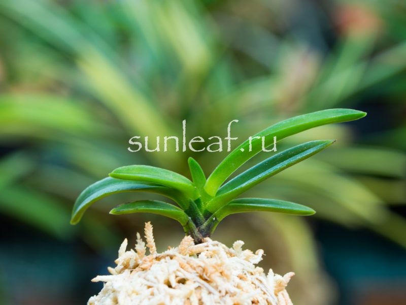 Неофинетия фальката КИСЮ РЁКУ ФУ 紀州緑風 neofinetia falcata Kishu Ryokufu