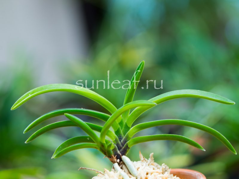 Неофинетия фальката КИСЮ РЁКУ ФУ 紀州緑風 neofinetia falcata Kishu Ryokufu