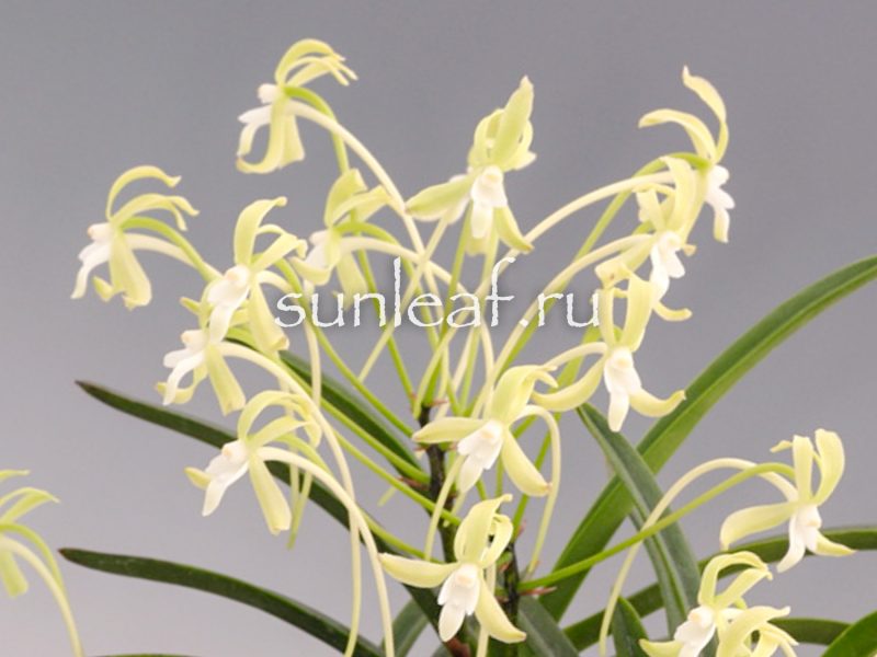 Неофинетия фальката КИСЮ РЁКУ ФУ 紀州緑風 neofinetia falcata Kishu Ryokufu