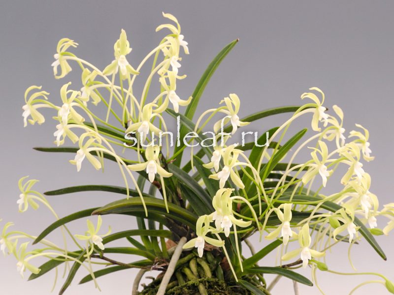 Неофинетия фальката КИСЮ РЁКУ ФУ 紀州緑風 neofinetia falcata Kishu Ryokufu