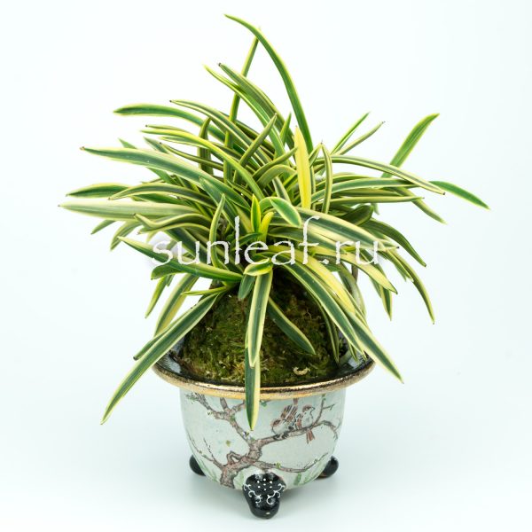 Неофинетия фальката СУРУГА ФУКУРИН 富貴蘭 駿河覆輪 Neofinetia Suruga Fukurin