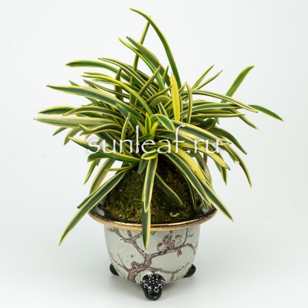 Неофинетия фальката фото