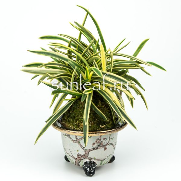 Неофинетия фальката СУРУГА ФУКУРИН 富貴蘭 駿河覆輪 Neofinetia Suruga Fukurin