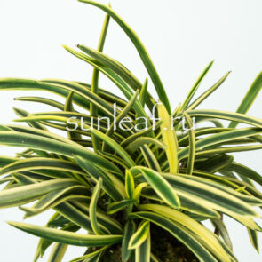 Неофинетия фальката СУРУГА ФУКУРИН 富貴蘭 駿河覆輪 Neofinetia Suruga Fukurin